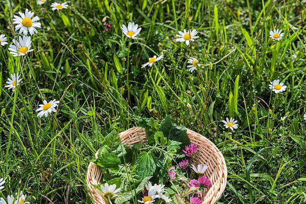 Wiesenkraeuter - Fruehling (14)