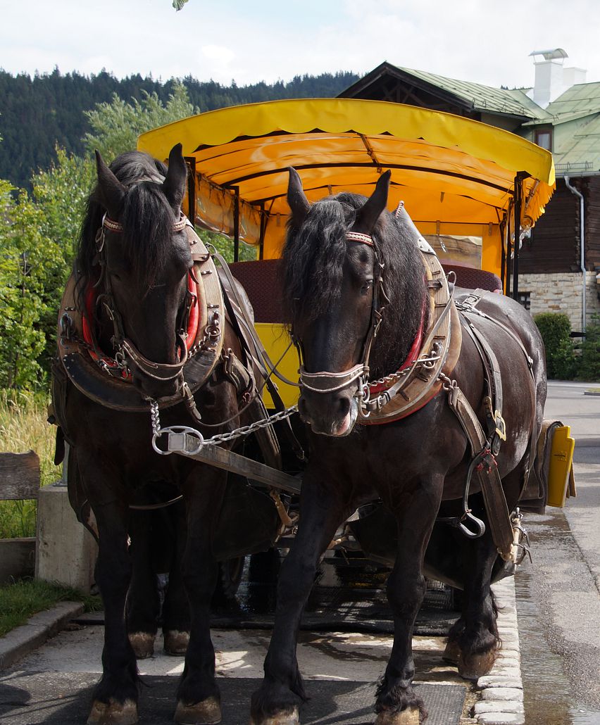 Romantic carriage ride in the Region Seefeld